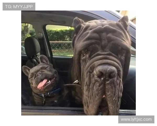 囧的呼唤110：当生活遭遇“囧”途，我们如何找到那一抹亮色？